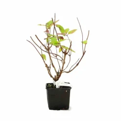 Pépinières Naudet Plantes De Terre De Bruyère | PÉPINIÈRES NAUDET - Hortensia paniculé 'grandiflora' (hydrangea paniculata 'grandiflora')