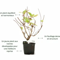 Pépinières Naudet Plantes De Terre De Bruyère | PÉPINIÈRES NAUDET - Hortensia paniculé 'grandiflora' (hydrangea paniculata 'grandiflora')