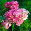 Pépinières Naudet Plantes De Terre De Bruyère | PÉPINIÈRES NAUDET - Hortensia paniculé fraise melba® 'renba' (hydrangea paniculata)