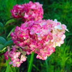 Pépinières Naudet Plantes De Terre De Bruyère | PÉPINIÈRES NAUDET - Hortensia paniculé fraise melba® 'renba' (hydrangea paniculata)