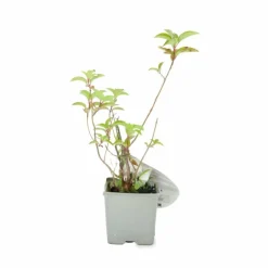 Pépinières Naudet Plantes De Terre De Bruyère | PÉPINIÈRES NAUDET - Hortensia paniculé fraise melba® 'renba' (hydrangea paniculata)