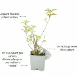 Pépinières Naudet Plantes De Terre De Bruyère | PÉPINIÈRES NAUDET - Hortensia paniculé fraise melba® 'renba' (hydrangea paniculata)