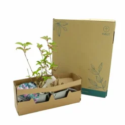 Pépinières Naudet Plantes De Terre De Bruyère | PÉPINIÈRES NAUDET - Hortensia paniculé fraise melba® 'renba' (hydrangea paniculata)