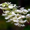 Pépinières Naudet Plantes De Terre De Bruyère | PÉPINIÈRES NAUDET - Hortensia paniculé 'dentelle de gorron' (hydrangea paniculata)