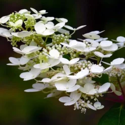Pépinières Naudet Plantes De Terre De Bruyère | PÉPINIÈRES NAUDET - Hortensia paniculé 'dentelle de gorron' (hydrangea paniculata)