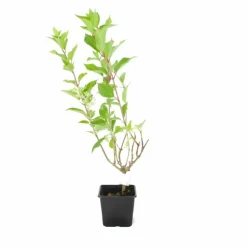 Pépinières Naudet Plantes De Terre De Bruyère | PÉPINIÈRES NAUDET - Hortensia paniculé 'dentelle de gorron' (hydrangea paniculata)