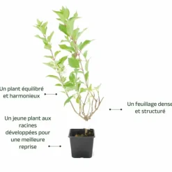 Pépinières Naudet Plantes De Terre De Bruyère | PÉPINIÈRES NAUDET - Hortensia paniculé 'dentelle de gorron' (hydrangea paniculata)