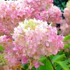 Pépinières Naudet Plantes De Terre De Bruyère | PÉPINIÈRES NAUDET - Hortensia paniculé 'pink diamond' (hydrangea paniculata 'pink diamond')