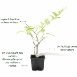 Pépinières Naudet Plantes De Terre De Bruyère | PÉPINIÈRES NAUDET - Hortensia paniculé 'pink diamond' (hydrangea paniculata 'pink diamond')