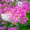 Pépinières Naudet Plantes De Terre De Bruyère | PÉPINIÈRES NAUDET - Hortensia paniculé 'vanille fraise' (hydrangea paniculata 'vanille fraise')