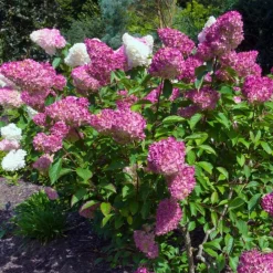Pépinières Naudet Plantes De Terre De Bruyère | PÉPINIÈRES NAUDET - Hortensia paniculé 'vanille fraise' (hydrangea paniculata 'vanille fraise')