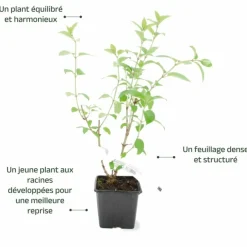 Pépinières Naudet Plantes De Terre De Bruyère | PÉPINIÈRES NAUDET - Hortensia paniculé 'vanille fraise' (hydrangea paniculata 'vanille fraise')