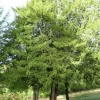Pépinières Naudet Conifères | PÉPINIÈRES NAUDET - If commun (taxus baccata) - godet - taille 13/25cm