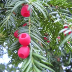 Pépinières Naudet Conifères | PÉPINIÈRES NAUDET - If commun (taxus baccata) - godet - taille 13/25cm