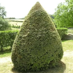 Pépinières Naudet Conifères | PÉPINIÈRES NAUDET - If commun (taxus baccata) - godet - taille 13/25cm
