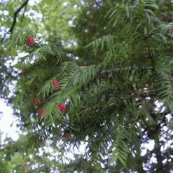Pépinières Naudet Conifères | PÉPINIÈRES NAUDET - If commun (taxus baccata) - godet - taille 13/25cm