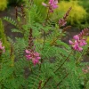 Pépinières Naudet PÉPINIÈRES NAUDET - Indigotier rose (indigofera heterantha)
