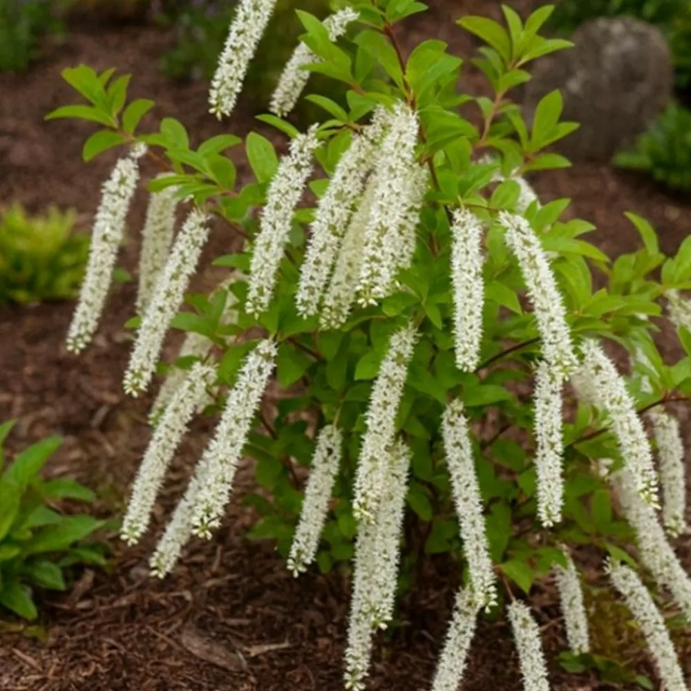 Pépinières Naudet PÉPINIÈRES NAUDET - Itéa de virginie 'henry's garnet' (itea virginica 'henry's garnet') Outlet
