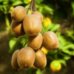 Pépinières Naudet PÉPINIÈRES NAUDET - Kiwi autofertile 'solo' (actinidia deliciosa 'solo') Best