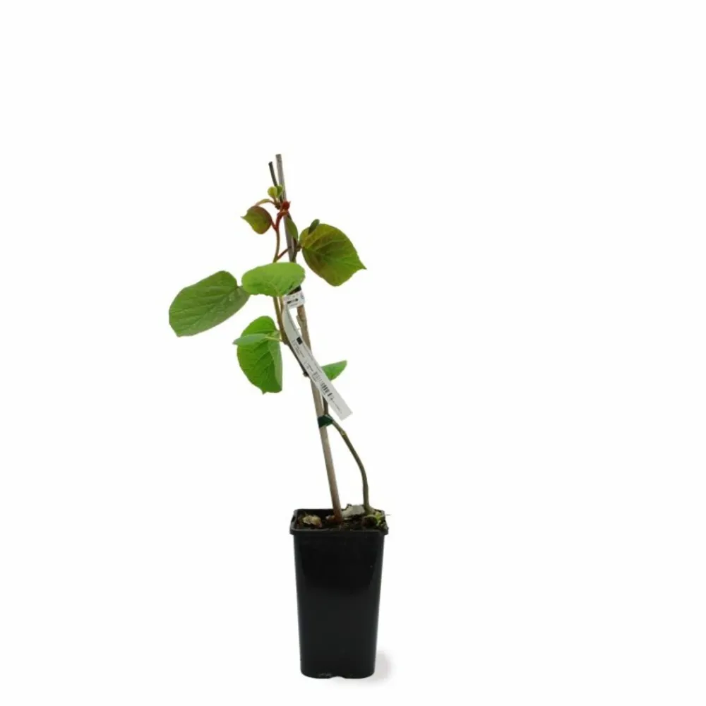 Pépinières Naudet PÉPINIÈRES NAUDET - Kiwi autofertile 'solo' (actinidia deliciosa 'solo') Best