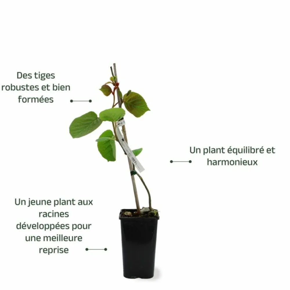 Pépinières Naudet PÉPINIÈRES NAUDET - Kiwi autofertile 'solo' (actinidia deliciosa 'solo') Best