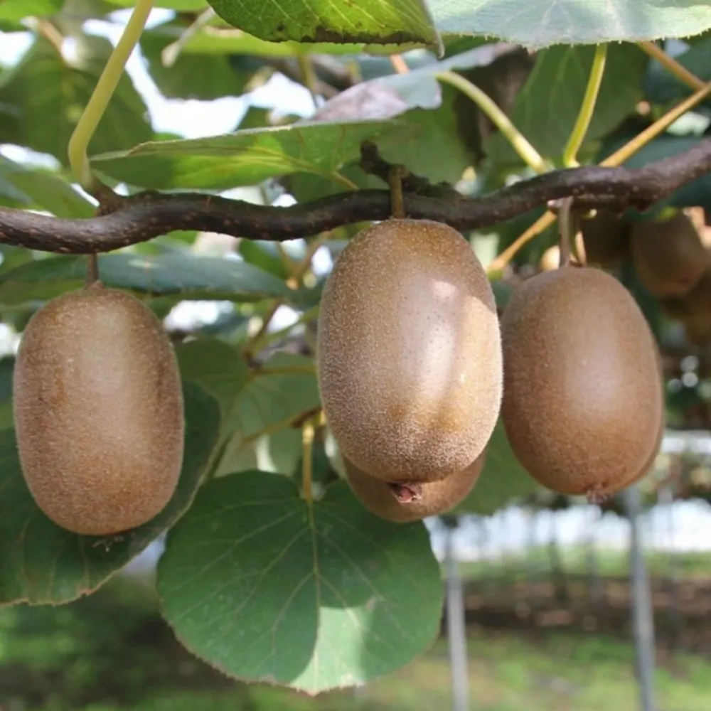 Pépinières Naudet PÉPINIÈRES NAUDET - Kiwi autofertile 'jenny' (actinidia deliciosa 'jenny') Sale