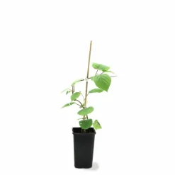 Pépinières Naudet PÉPINIÈRES NAUDET - Kiwi autofertile 'jenny' (actinidia deliciosa 'jenny') Sale