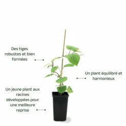 Pépinières Naudet PÉPINIÈRES NAUDET - Kiwi autofertile 'jenny' (actinidia deliciosa 'jenny') Sale