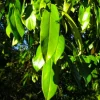 Pépinières Naudet Arbres Et Arbustes | PÉPINIÈRES NAUDET - Laurier cerise ou laurier palme du caucase (prunus laurocerasus 'caucasica')