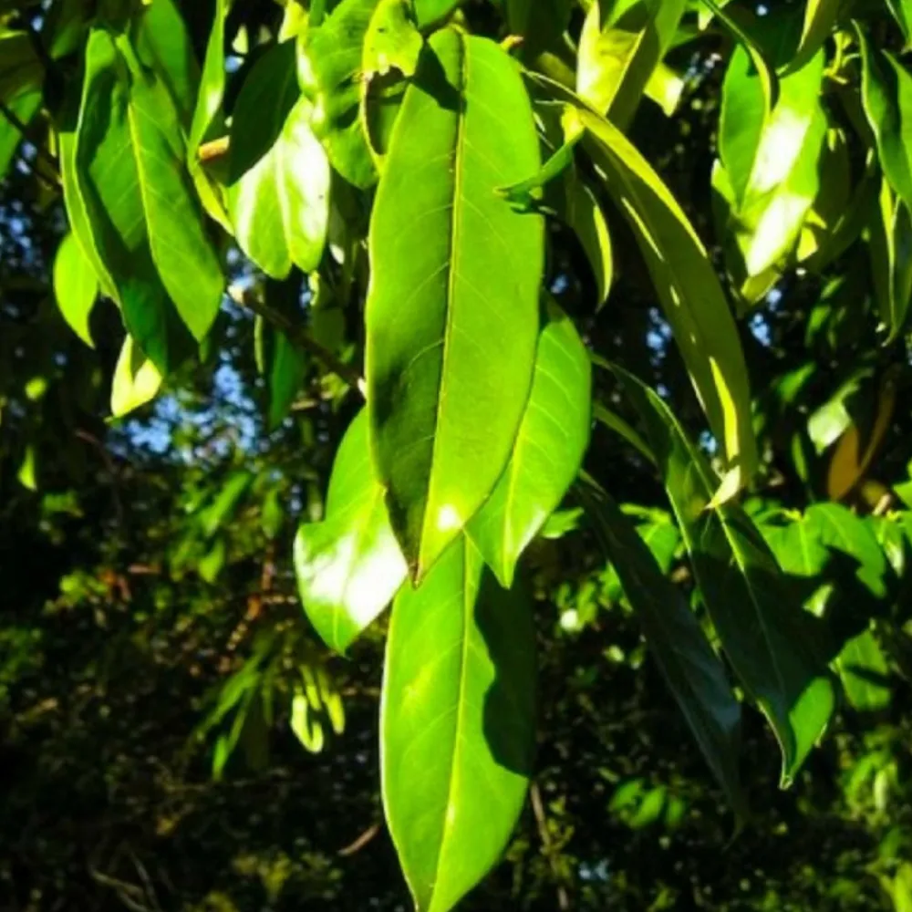 Pépinières Naudet Arbres Et Arbustes | PÉPINIÈRES NAUDET - Laurier cerise ou laurier palme du caucase (prunus laurocerasus 'caucasica')