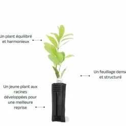 Pépinières Naudet Arbres Et Arbustes | PÉPINIÈRES NAUDET - Laurier cerise ou laurier palme du caucase (prunus laurocerasus 'caucasica')