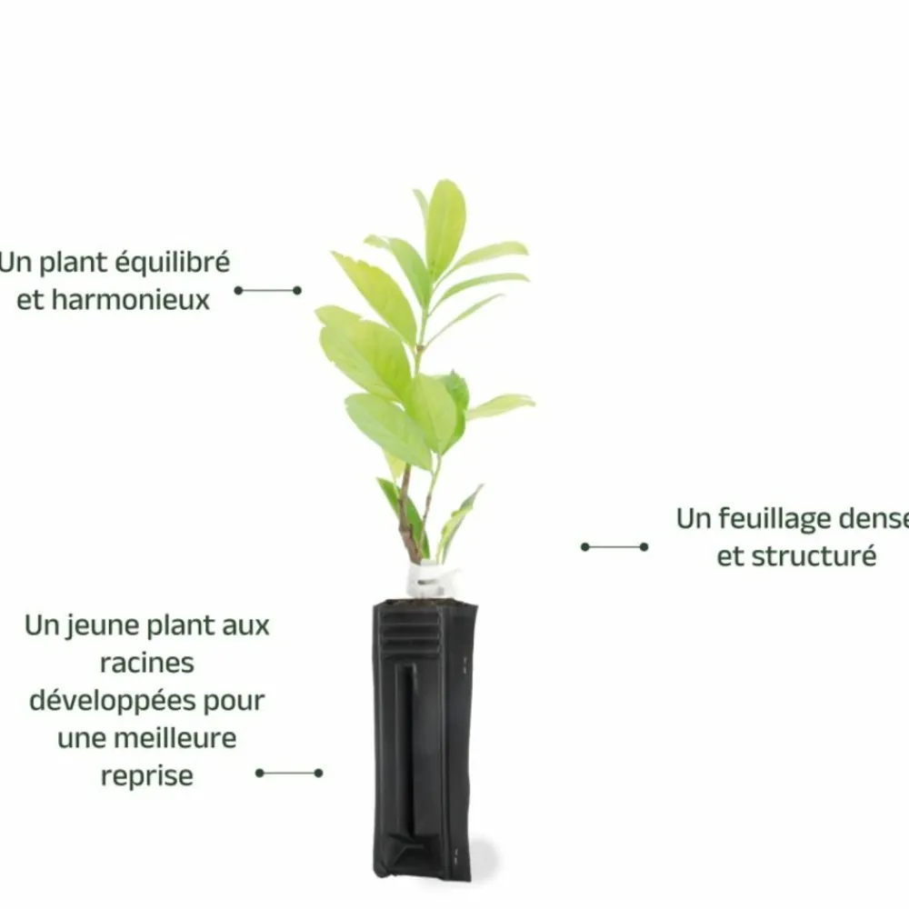 Pépinières Naudet Arbres Et Arbustes | PÉPINIÈRES NAUDET - Laurier cerise ou laurier palme du caucase (prunus laurocerasus 'caucasica')