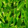 Pépinières Naudet Plants De Légumes Et Aromatiques | PÉPINIÈRES NAUDET - Laurier sauce (laurus nobilis)