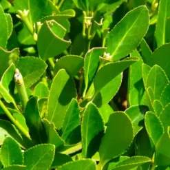Pépinières Naudet Plants De Légumes Et Aromatiques | PÉPINIÈRES NAUDET - Laurier sauce (laurus nobilis)
