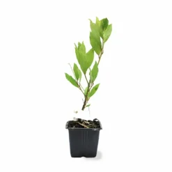 Pépinières Naudet Plants De Légumes Et Aromatiques | PÉPINIÈRES NAUDET - Laurier sauce (laurus nobilis)