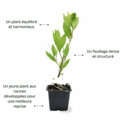 Pépinières Naudet Plants De Légumes Et Aromatiques | PÉPINIÈRES NAUDET - Laurier sauce (laurus nobilis)