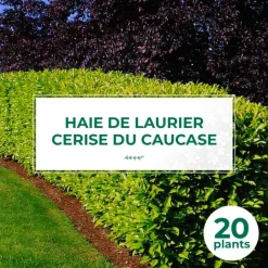 Pépinières Naudet PÉPINIÈRES NAUDET - 20 lauriers cerise du caucase (prunus laurocerasus caucasica) - haie de laurier cerise du caucase Clearance