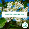 Pépinières Naudet PÉPINIÈRES NAUDET - 10 laurier tin (viburnum tinus) - haie de laurier tin Outlet