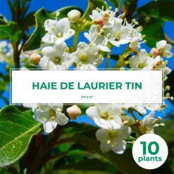 Pépinières Naudet PÉPINIÈRES NAUDET - 10 laurier tin (viburnum tinus) - haie de laurier tin Outlet
