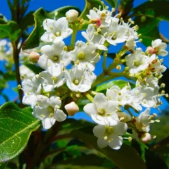 Pépinières Naudet PÉPINIÈRES NAUDET - 10 laurier tin (viburnum tinus) - haie de laurier tin Outlet