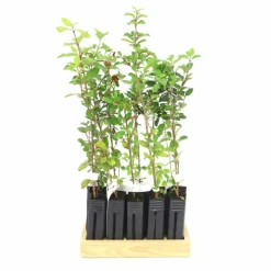 Pépinières Naudet PÉPINIÈRES NAUDET - 10 laurier tin (viburnum tinus) - haie de laurier tin Outlet