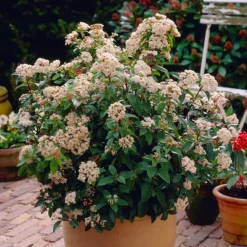 Pépinières Naudet PÉPINIÈRES NAUDET - Laurier tin (viburnum 'tinus') Sale
