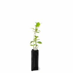 Pépinières Naudet PÉPINIÈRES NAUDET - Laurier tin (viburnum 'tinus') Sale