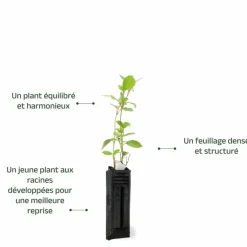 Pépinières Naudet PÉPINIÈRES NAUDET - Laurier tin (viburnum 'tinus') Sale