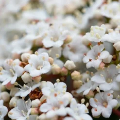 Pépinières Naudet PÉPINIÈRES NAUDET - Laurier tin (viburnum 'tinus') Sale