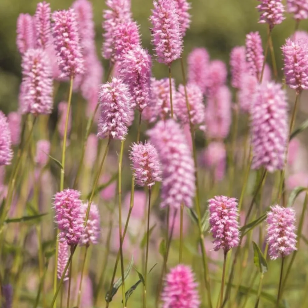 Pépinières Naudet PÉPINIÈRES NAUDET - Lavande rose (lavandula angustifolia 'rosea') Hot