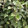 Pépinières Naudet Plantes Grimpantes | PÉPINIÈRES NAUDET - Lierre des bois 'glacier' (hedera helix 'glacier')