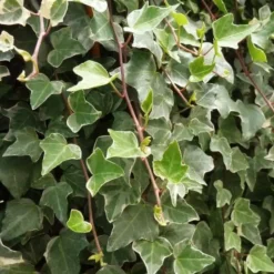 Pépinières Naudet Plantes Grimpantes | PÉPINIÈRES NAUDET - Lierre des bois 'glacier' (hedera helix 'glacier')