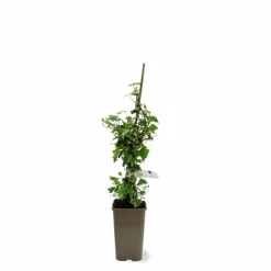 Pépinières Naudet Plantes Grimpantes | PÉPINIÈRES NAUDET - Lierre des bois 'glacier' (hedera helix 'glacier')