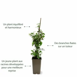 Pépinières Naudet Plantes Grimpantes | PÉPINIÈRES NAUDET - Lierre des bois 'glacier' (hedera helix 'glacier')